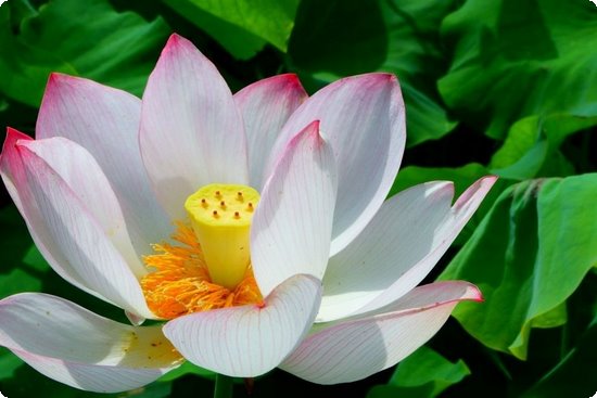 美式足球規(guī)則大全圖解_美式足球規(guī)則是怎么樣_美式足球比賽規(guī)則